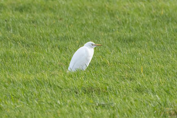 Koereiger