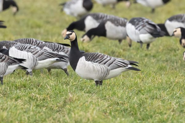 Barnacle Goose