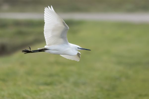 Kleine Zilverreiger