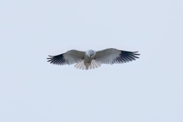 Black-winged Kite