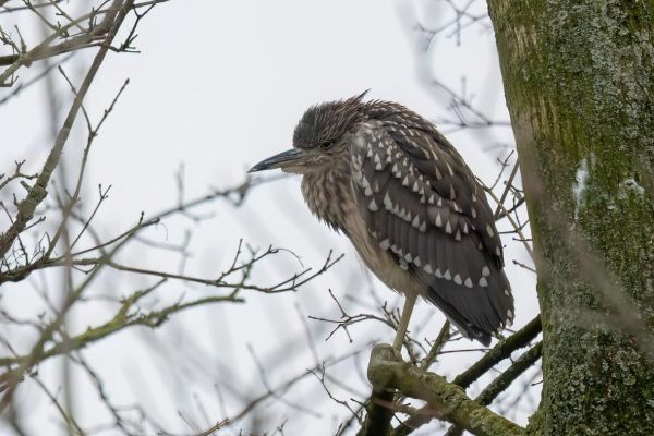 Black-crowned Night Heron