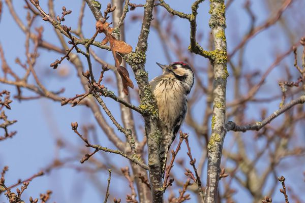Lesser Spotted Woodpecker