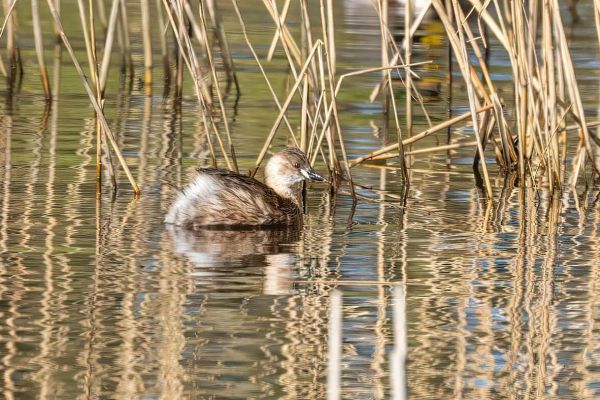 Little Grebe