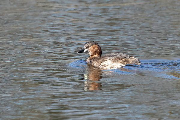 Little Grebe