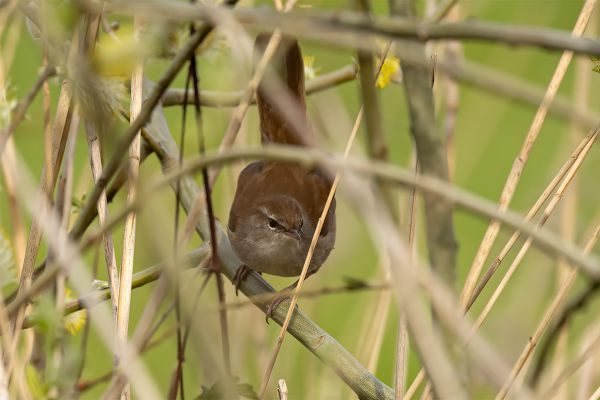 Cetti's Zanger