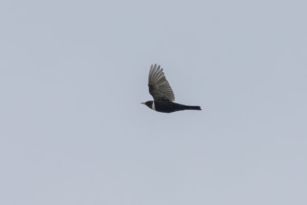 Ring Ouzel