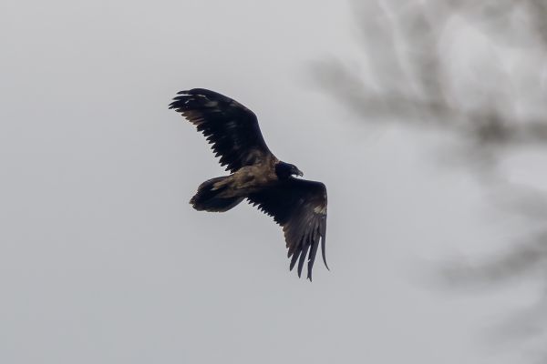 Bearded Vulture