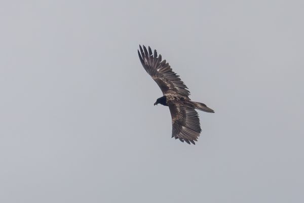 Bearded Vulture