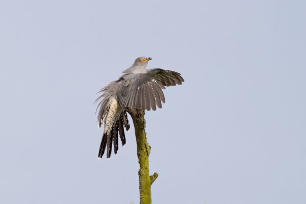 Common Cuckoo