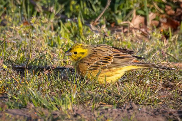 Yellowhammer