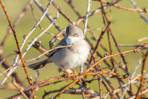 Common Whitethroat