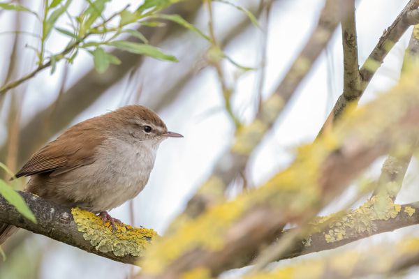 Cetti's Warbler
