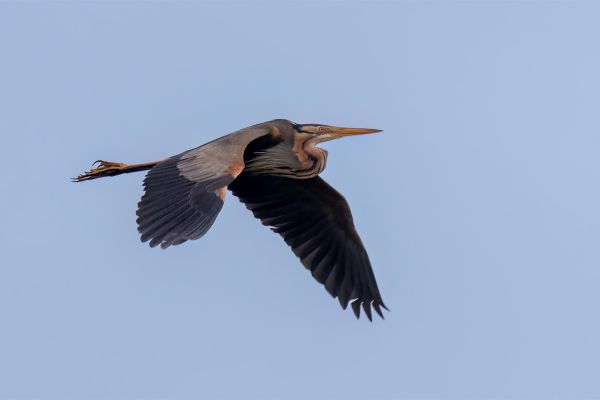Purperreiger