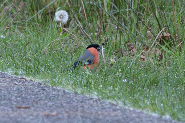 Eurasian Bullfinch