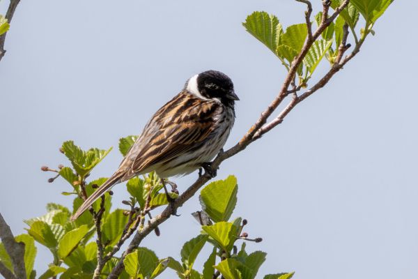 Common Reed Bunting