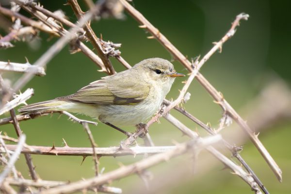 Common Chiffchaff