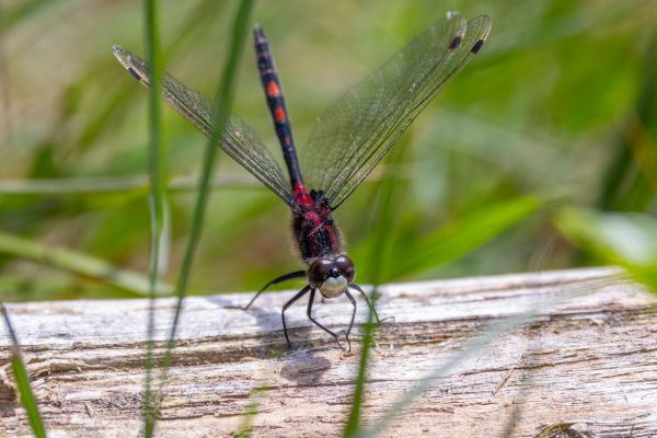 White-faced Darter