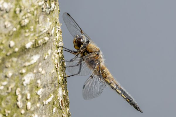Four Spotted Chaser