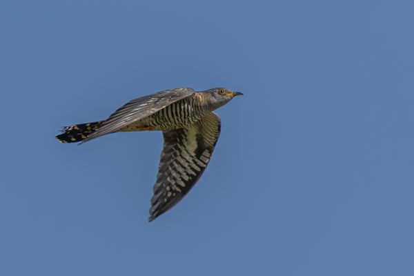 Common Cuckoo
