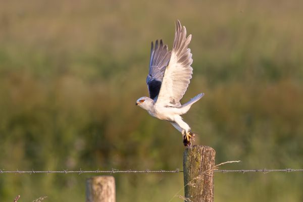 Black-winged Kite