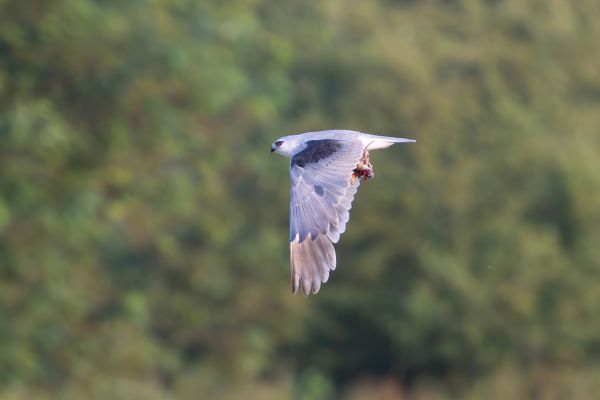 Black-winged Kite