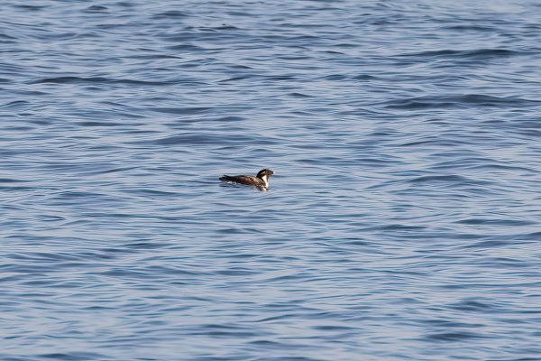 Ancient Murrelet