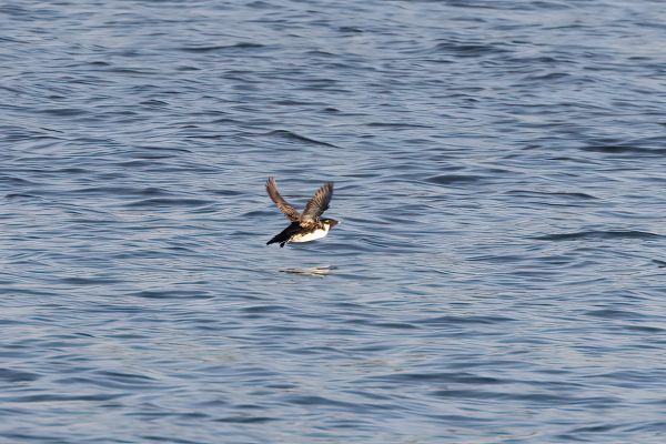 Ancient Murrelet