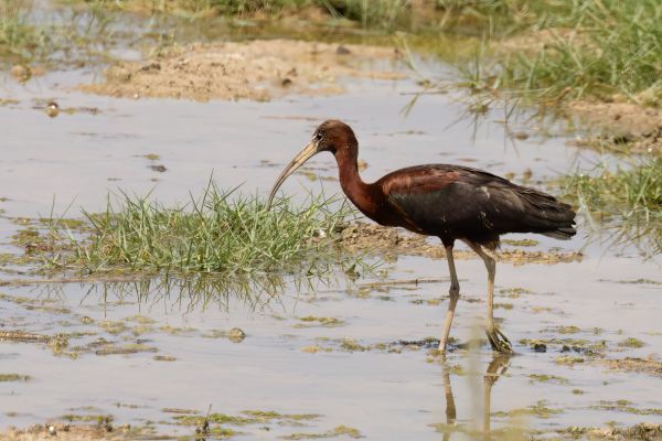 Zwarte Ibis