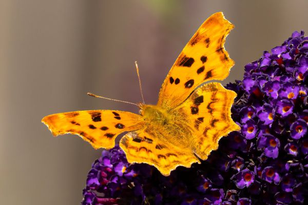 Comma Butterfly