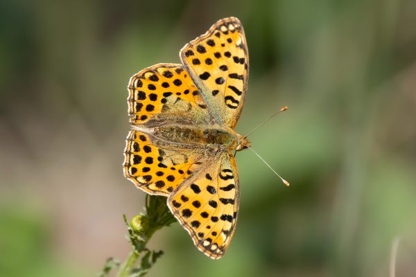 Kleine Parelmoervlinder