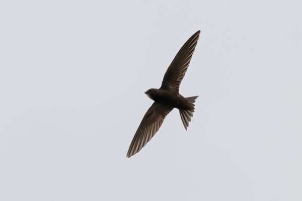 Common Swift