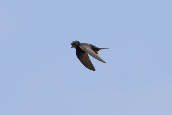 Common Swift