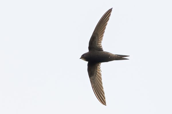 Common Swift