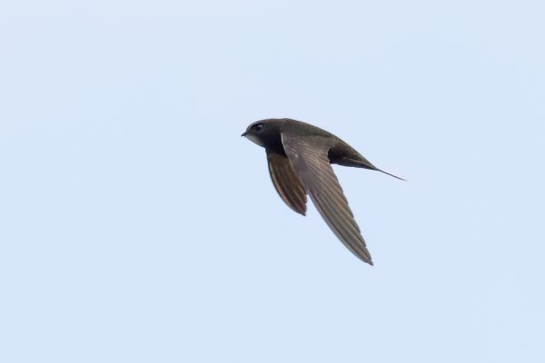 Common Swift