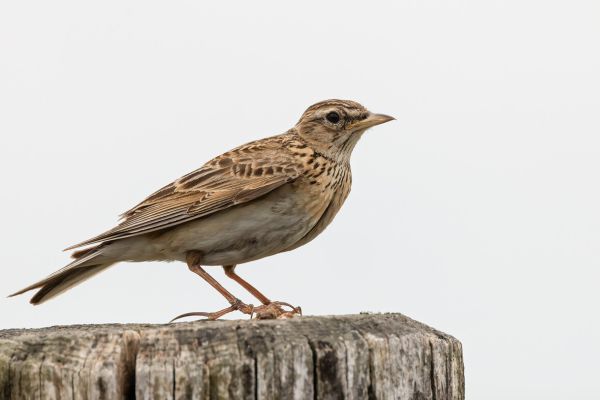 Eurasian Skylark