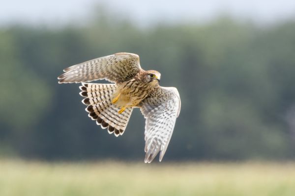 Common Kestrel