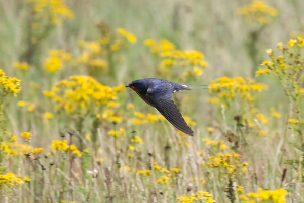 Barn Swallow
