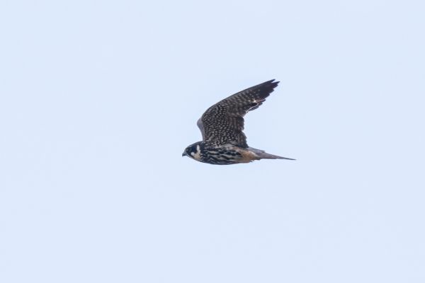 Eurasian Hobby