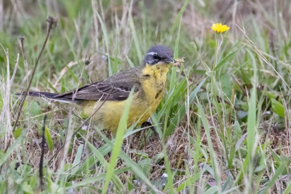 Western Yellow Wagtail