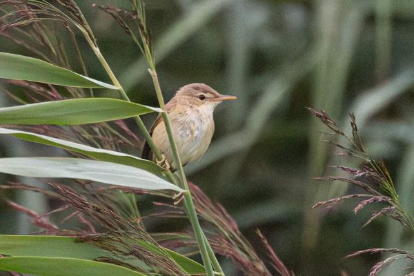 Eurasian Reed Warbler