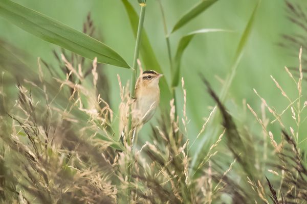 Aquatic Warbler