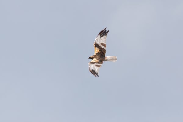 Western Marsh Harrier