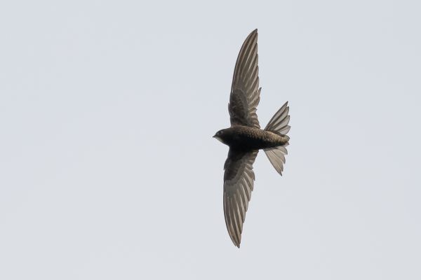 Common Swift