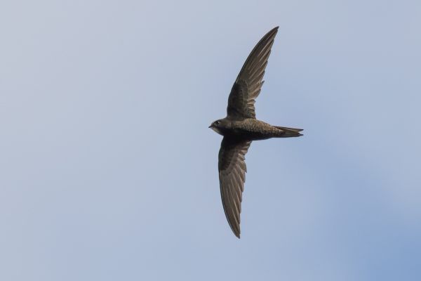 Common Swift