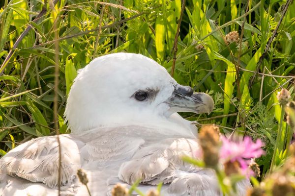 Northern Fulmar