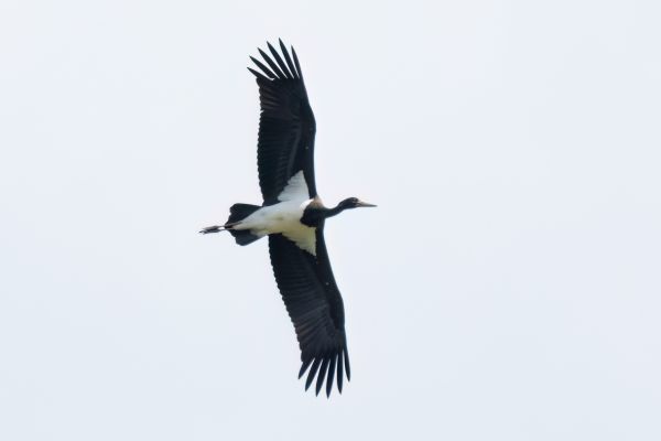 Zwarte Ooievaar