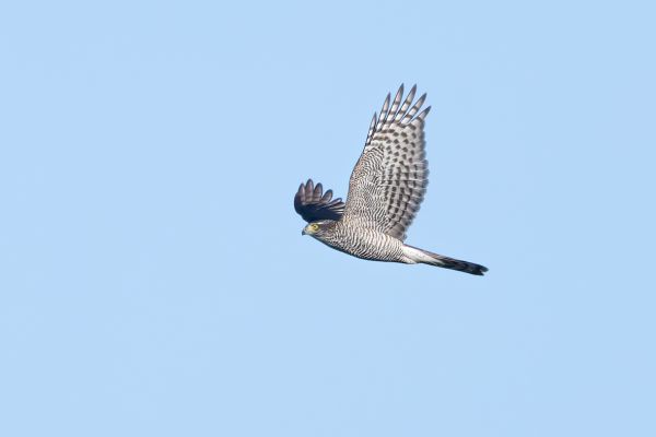 Eurasian Sparrowhawk