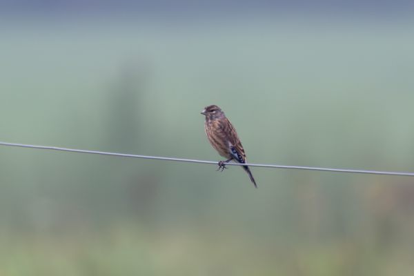 Common Linnet