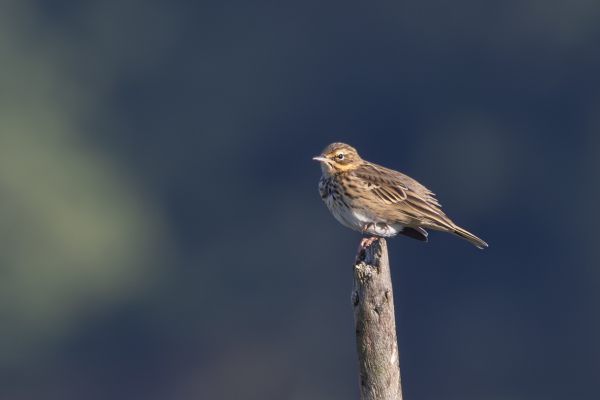Tree Pipit