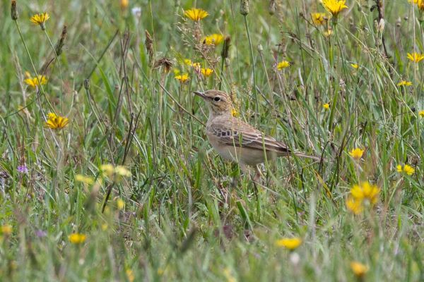 Tawny Pipit
